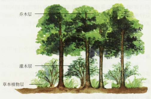 群落空间结构示意图